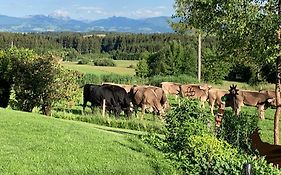 Kuh Heimat - Bergblick - Terrasse